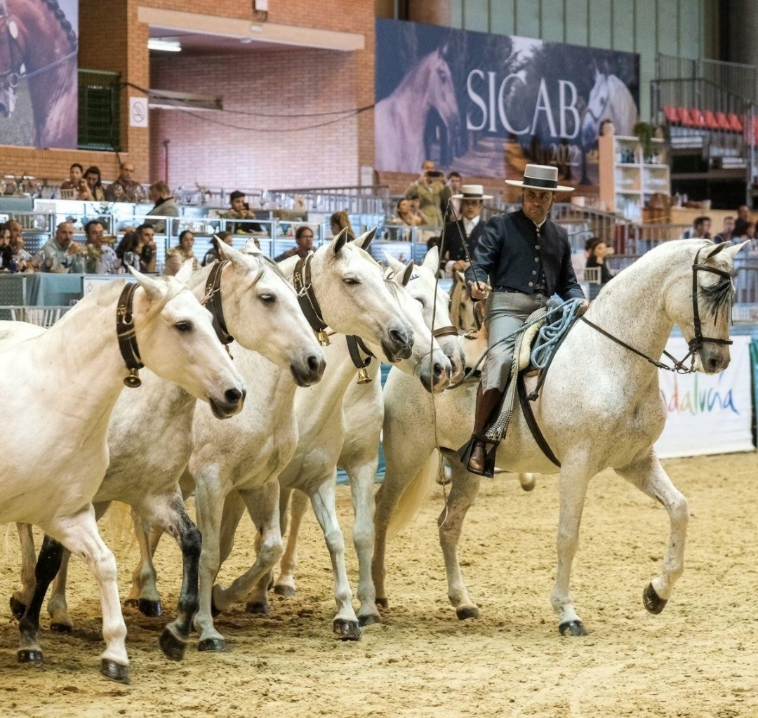 الخيل الإسباني يتحول إلى صناعة عالمية بمليارات اليوروهات