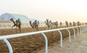 الهجن السعودية حققت المركز الأول في سبعة من أصل 15 شوطًا