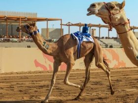 أربعة كؤوس تحسم صراع الجذاع في مهرجان ولي العهد للهجن بالطائف
