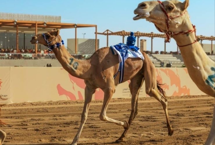 أربعة كؤوس تحسم صراع الجذاع في مهرجان ولي العهد للهجن بالطائف