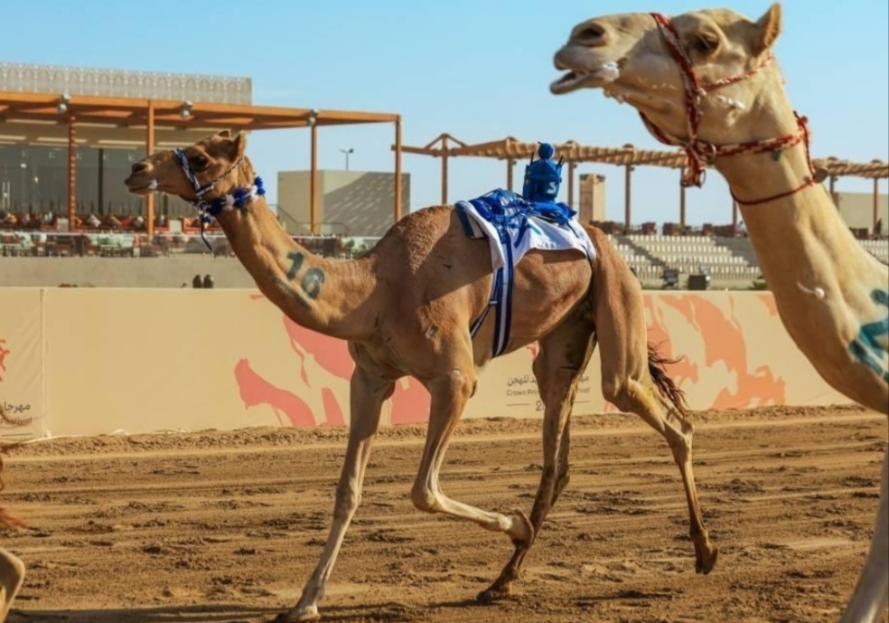 أربعة كؤوس تحسم صراع الجذاع في مهرجان ولي العهد للهجن بالطائف