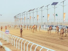 سوق المطايا يتجاوز 60 مليون ريال مع تصاعد الاستثمار في مهرجان ولي العهد للهجن