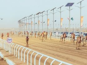 الإمارات تحصد ثلاثة كؤوس وقطر تنتزع الرابع في منافسات الجذاع بمهرجان ولي العهد للهجن