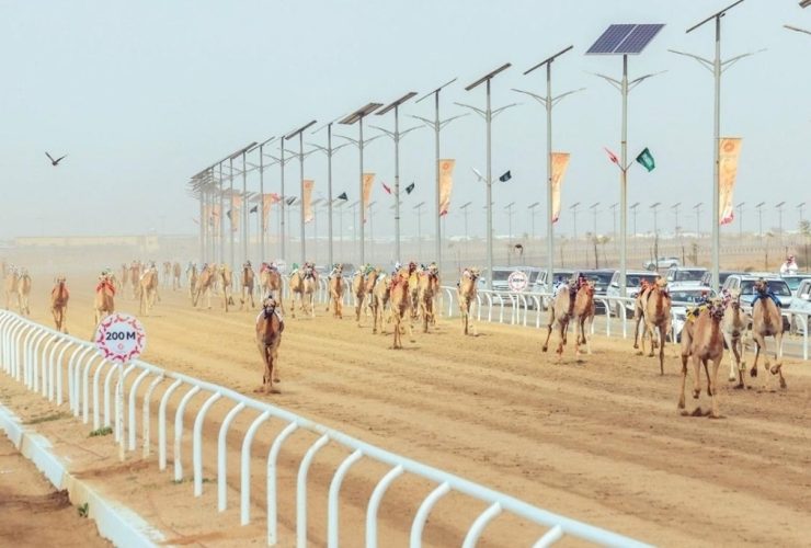الإمارات تحصد ثلاثة كؤوس وقطر تنتزع الرابع في منافسات الجذاع بمهرجان ولي العهد للهجن