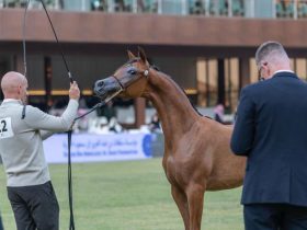 تجمع البطولة ملاك الخيل والمربين والمرابط