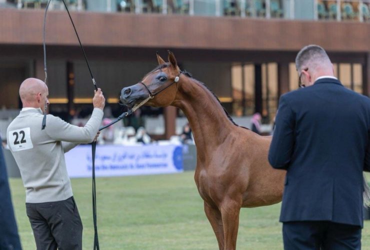 تجمع البطولة ملاك الخيل والمربين والمرابط