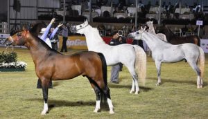 يمكن النظر إلى البطولة باعتبارها جزءًا من قطاع يتداخل فيه الإنتاج والتربية والتسويق والبطولات