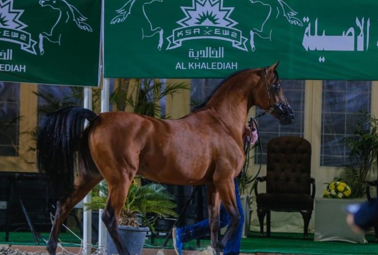 الخالدية تستضيف بطولة وطنية لجمال الخيل العربية بجوائز تتجاوز 700 ألف ريال