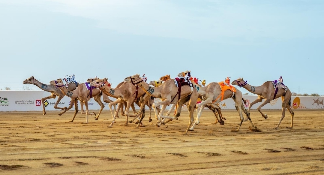 رباعية سعودية تحسم كؤوس "سباق الهجانة" في مهرجان ولي العهد للهجن