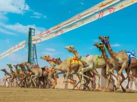 من سباق إلى صناعة.. كيف تعيد السعودية تشكيل اقتصاد الهجن؟