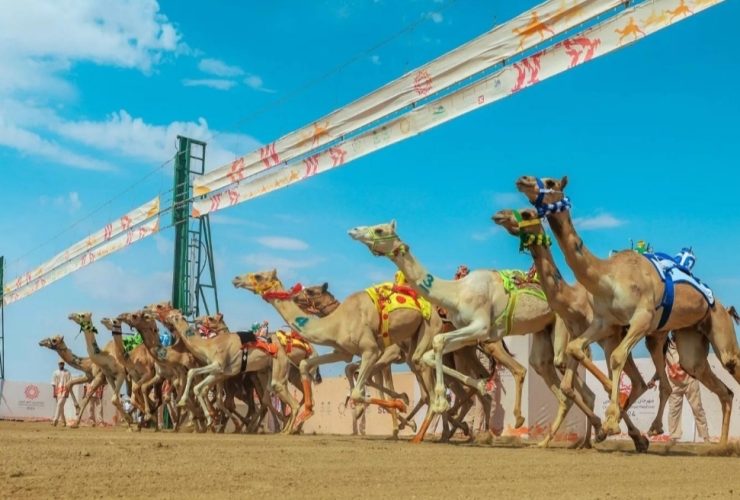 من سباق إلى صناعة.. كيف تعيد السعودية تشكيل اقتصاد الهجن؟