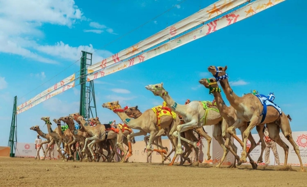 من سباق إلى صناعة.. كيف تعيد السعودية تشكيل اقتصاد الهجن؟