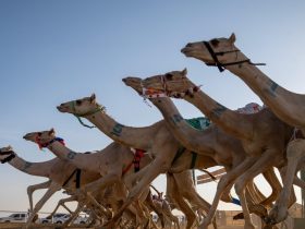 ميدان نجران ينظم 9 أشواط للجذاع فما فوق