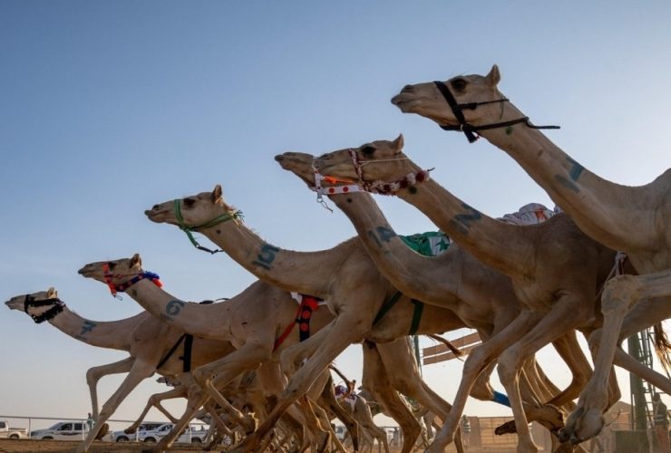ميدان نجران ينظم 9 أشواط للجذاع فما فوق