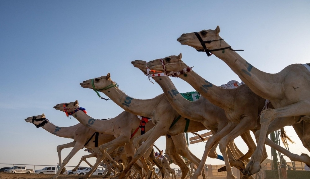ميدان نجران ينظم 9 أشواط للجذاع فما فوق