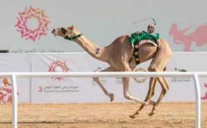 شهدت منافسات الثنايا والجذاع تنافسًا قويًا بين الهجن
