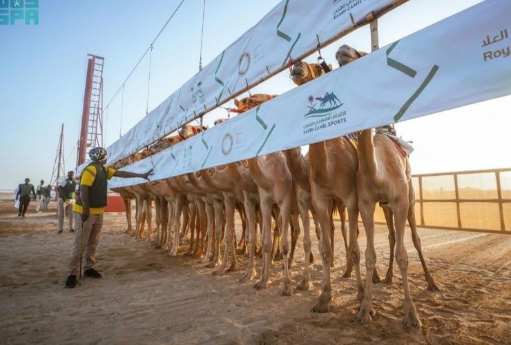 الهجن السعودية تحصد 131 شوطًا في مهرجان ولي العهد.. والقيمة السوقية تتجاوز 492 مليون ريال