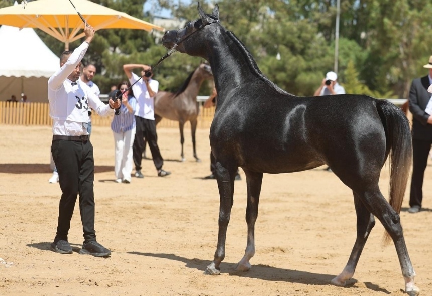 مزاد الخيول العربية في الأردن يرفع سقف المنافسة إلى 80 ألف دينار