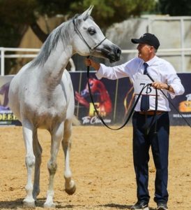 يمثل المزاد اختبار عملي لقيمة الخيل في السوق