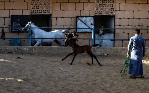 تقع الرقة ضمن منطقة الجزيرة السورية، التي عرفت منذ عقود بتربية الخيول العربية.