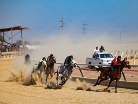 في ريف الرقة.. الخيل العربي بين إرث العائلة وتحديات البقاء