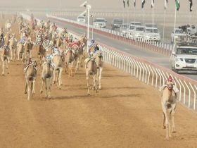 «الهدة» تفتتح سباق اللقايا بانتصار سريع في مهرجان العين للهجن