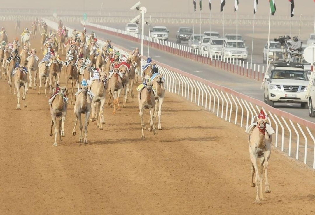 «الهدة» تفتتح سباق اللقايا بانتصار سريع في مهرجان العين للهجن