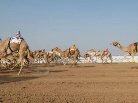 هجن الشيحانية تنتزع سيف الحيل المفتوح في ختام مهرجان ولي العهد بالطائف