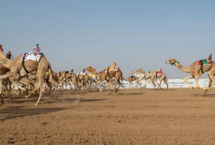 هجن الشيحانية تنتزع سيف الحيل المفتوح في ختام مهرجان ولي العهد بالطائف