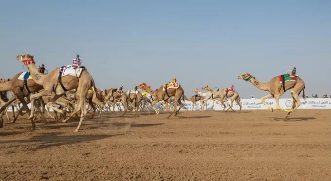 هجن الشيحانية تنتزع سيف الحيل المفتوح في ختام مهرجان ولي العهد بالطائف