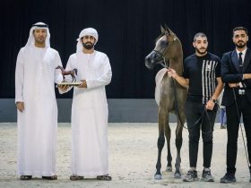 "مزيون الأوصاف" يحتفي بأسماء الخيل العربية ويجمع بين الفروسية واللغة