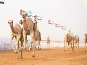 «دلما» تفتتح منافسات الإيذاع بأسرع توقيت في مهرجان العين للهجن