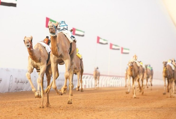 «دلما» تفتتح منافسات الإيذاع بأسرع توقيت في مهرجان العين للهجن