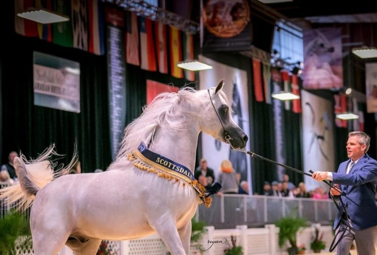 سكوتسديل تستضيف محطة جديدة لكأس الإمارات العالمي لجمال الخيل العربية