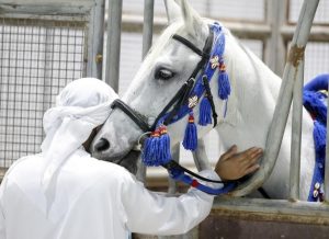 الحصان العربي الأبيض