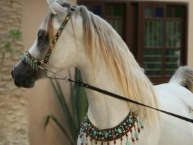 حين تتحول زينة الخيل العربي إلى تصميم متخصص