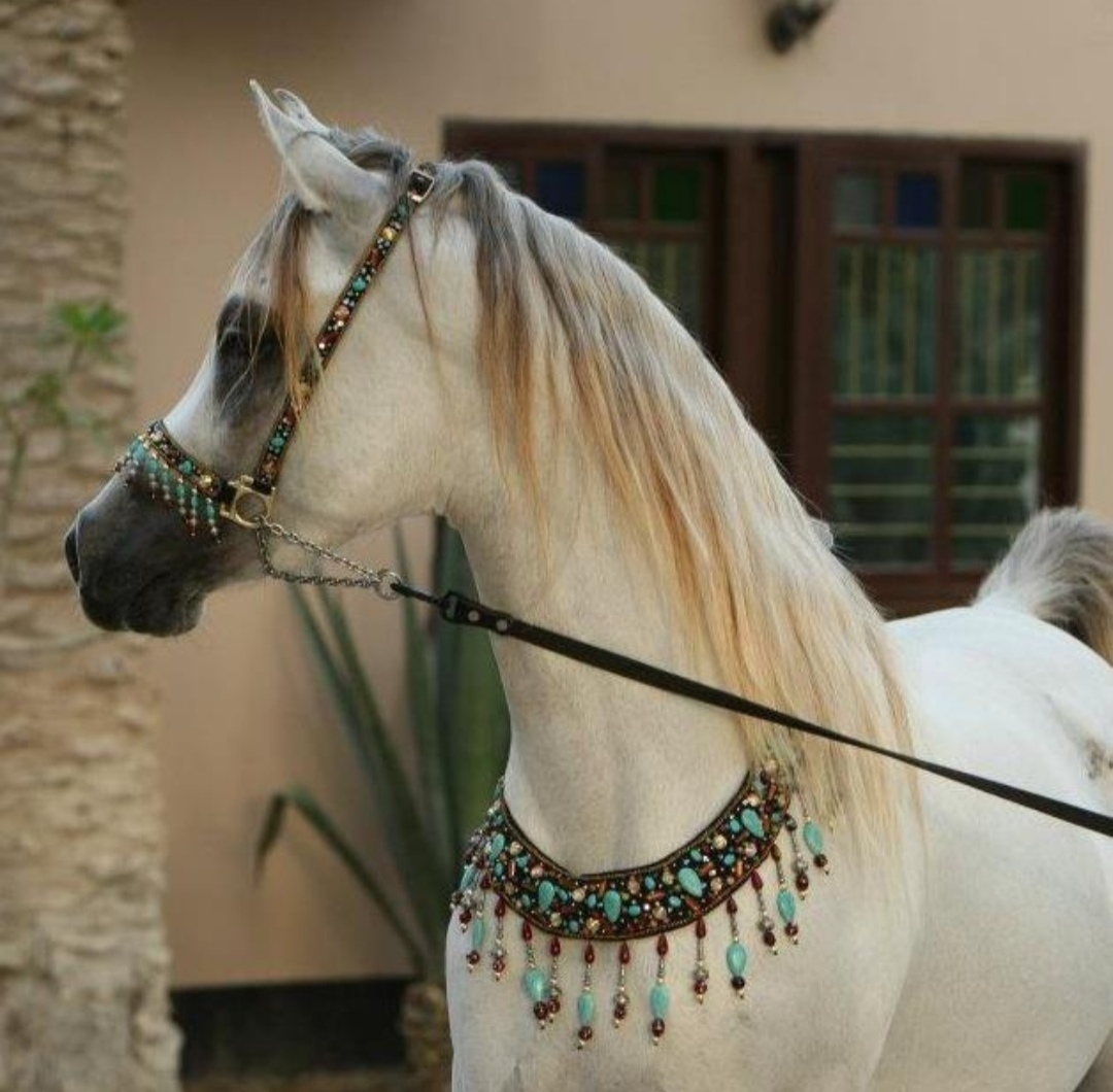 حين تتحول زينة الخيل العربي إلى تصميم متخصص