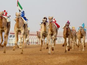 «الفهده» تفتتح منافسات الثنايا في تمهيدي مهرجان العين للهجن