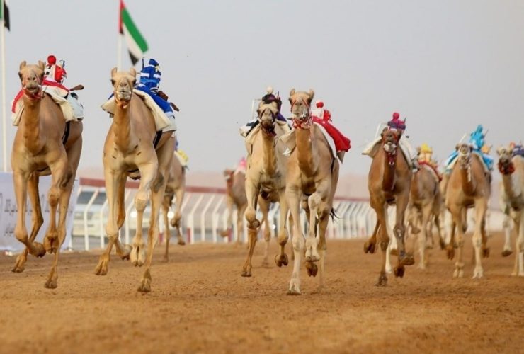 «الفهده» تفتتح منافسات الثنايا في تمهيدي مهرجان العين للهجن