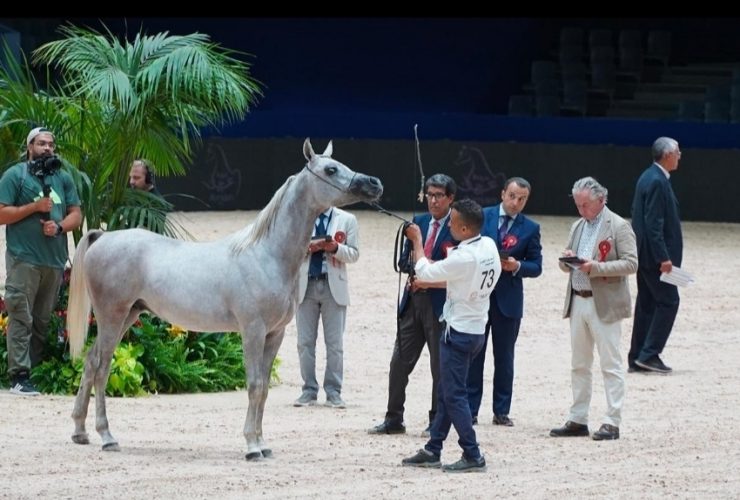 أربع كؤوس تبرز مكانة الخيول الأصيلة في معرض الفرس بالجديدة