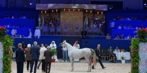 شهد برنامج المعرض منافسات خصصت للخيول الأصيلة