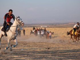 في الموصل.. خيول تحمل أنسابها من جيل إلى جيل "راية العباس" نموذج لمربط عائلي يحافظ على سلالات الخيل العربية الأصيلة