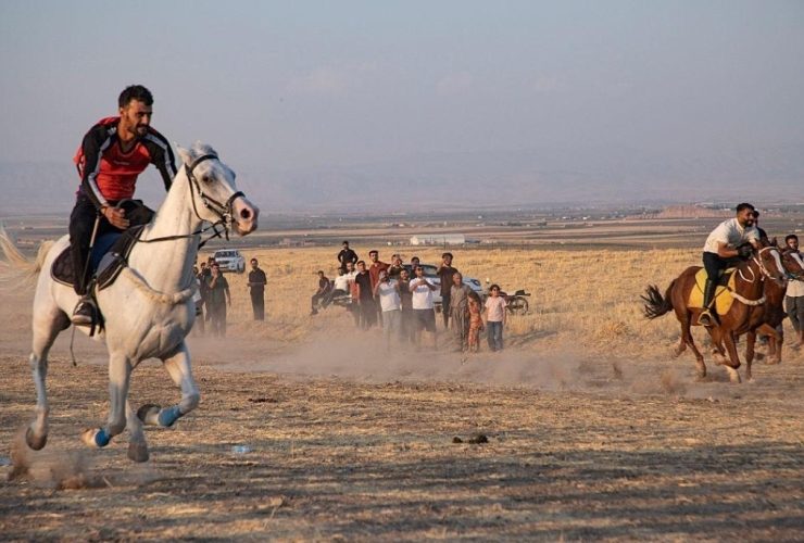 في الموصل.. خيول تحمل أنسابها من جيل إلى جيل "راية العباس" نموذج لمربط عائلي يحافظ على سلالات الخيل العربية الأصيلة