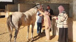 تربية الخيل في الموصل