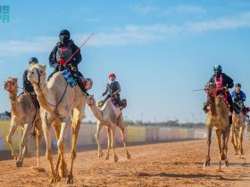 هجانة يتنافسون على أرضية ميدان الجنادرية خلال إحدى منافسات الهجن في السعودية