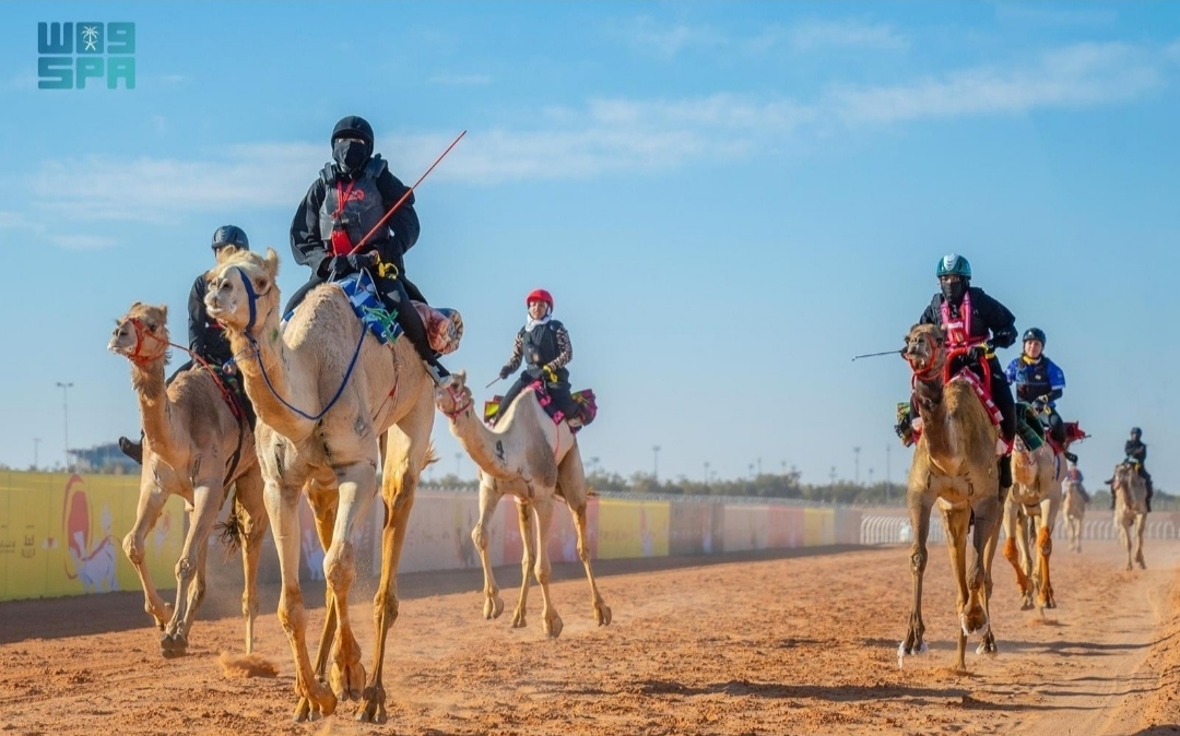 هجانة يتنافسون على أرضية ميدان الجنادرية خلال إحدى منافسات الهجن في السعودية