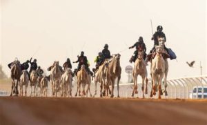 سباقات الهجن في ميدان الجنادرية