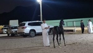 تتميز الطائف بحضور قديم للفروسية والأنشطة الثقافية
