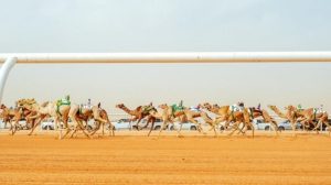 شهد الموسم إقامة نهائي دوري هجان في الميدان نفسه