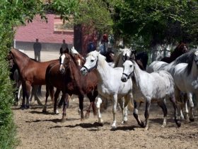 من الغربة إلى الإسطبل.. حين يتحول حب الخيل إلى مشروع في أرض الأجداد